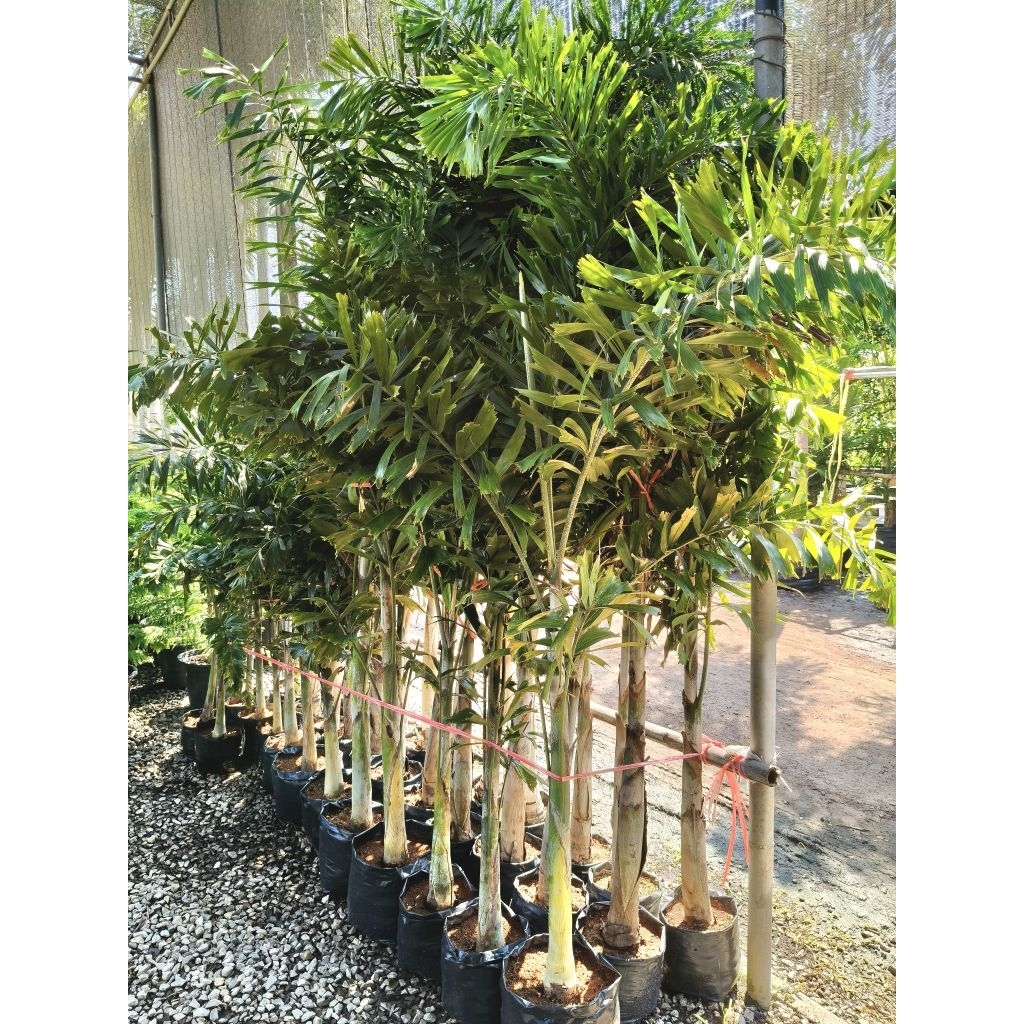 ต้นฟอกเทล (Foxtail Palm) ปาล์มหางกระรอก ต้นใหญ่ สูง 1.5-1.8 ม.