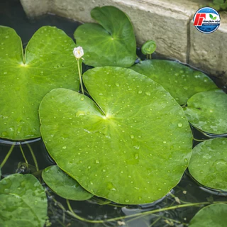 บัวบาพรีเมียม: ดอกบัวจิ๋วคัดพิเศษ ขนาดใหญ่เท่าฝ่ามือ!