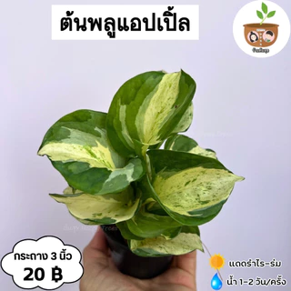 ต้นพลูแอปเปิ้ล จัดส่ง 2 ต้นขึ้นไป คละแบบได้