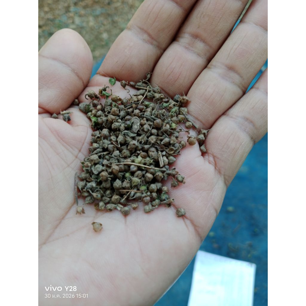 หญ้าใบต่างเหรียญ(แบบเมล็ด)