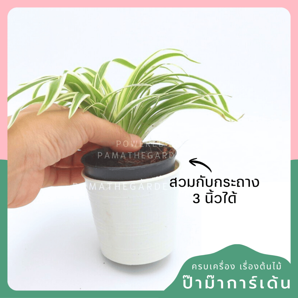 3-inch White Plastic Pot with Matching Saucer - View 3