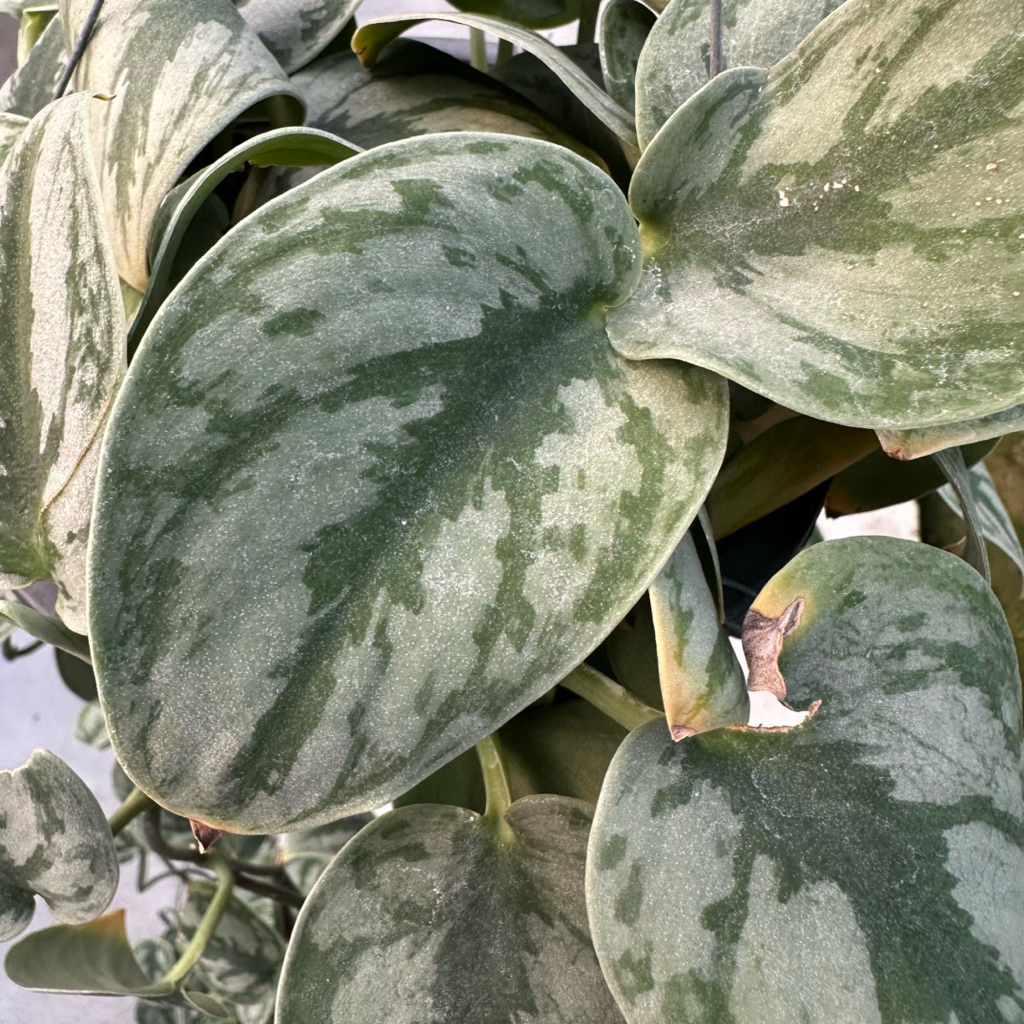 Scindapsus Silver Princess silvery-green leaves with dark green veining สกินเดปซัส พลูหัวใจ ซิลเวอร์ ปริ้นเซส สกิน