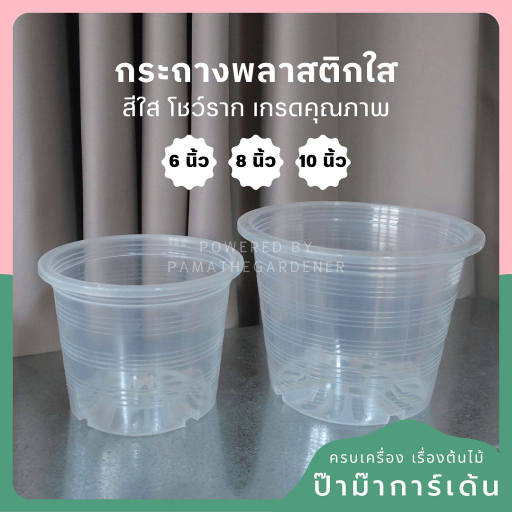 Clear Plastic Root Display Pots (6', 8', 10')