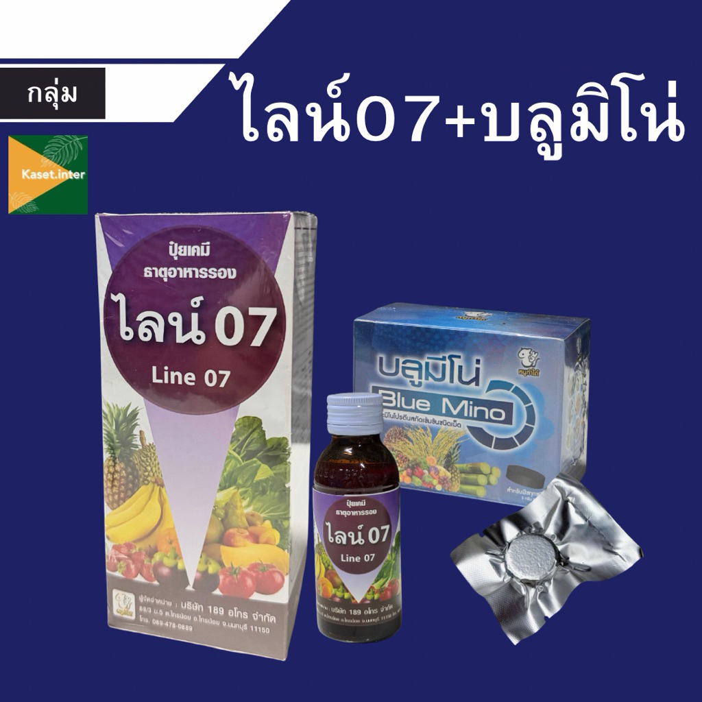 ไลน์07+บลูมีโน่ คู่หูฮอร์โมนสูตรแข้มข้นต้นแข็งใบเขียว ขึ้นนวลดี ยับยั้งการแผ่กระจายตัวของโรคไวรัสและแบคทีเรีย