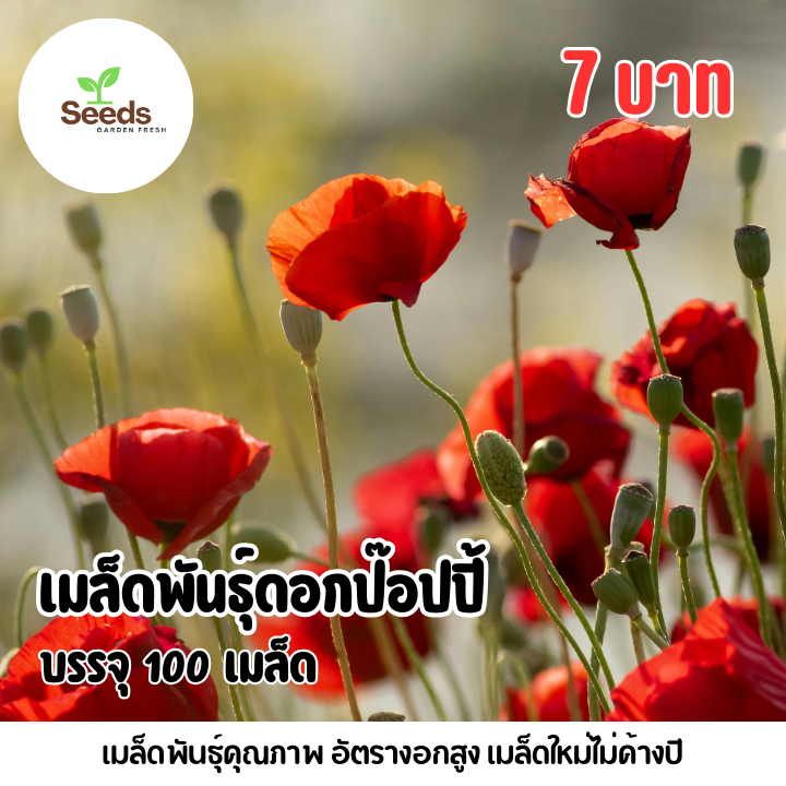 เมล็ดพันธุ์ดอกป็อปปี้ 9บาท