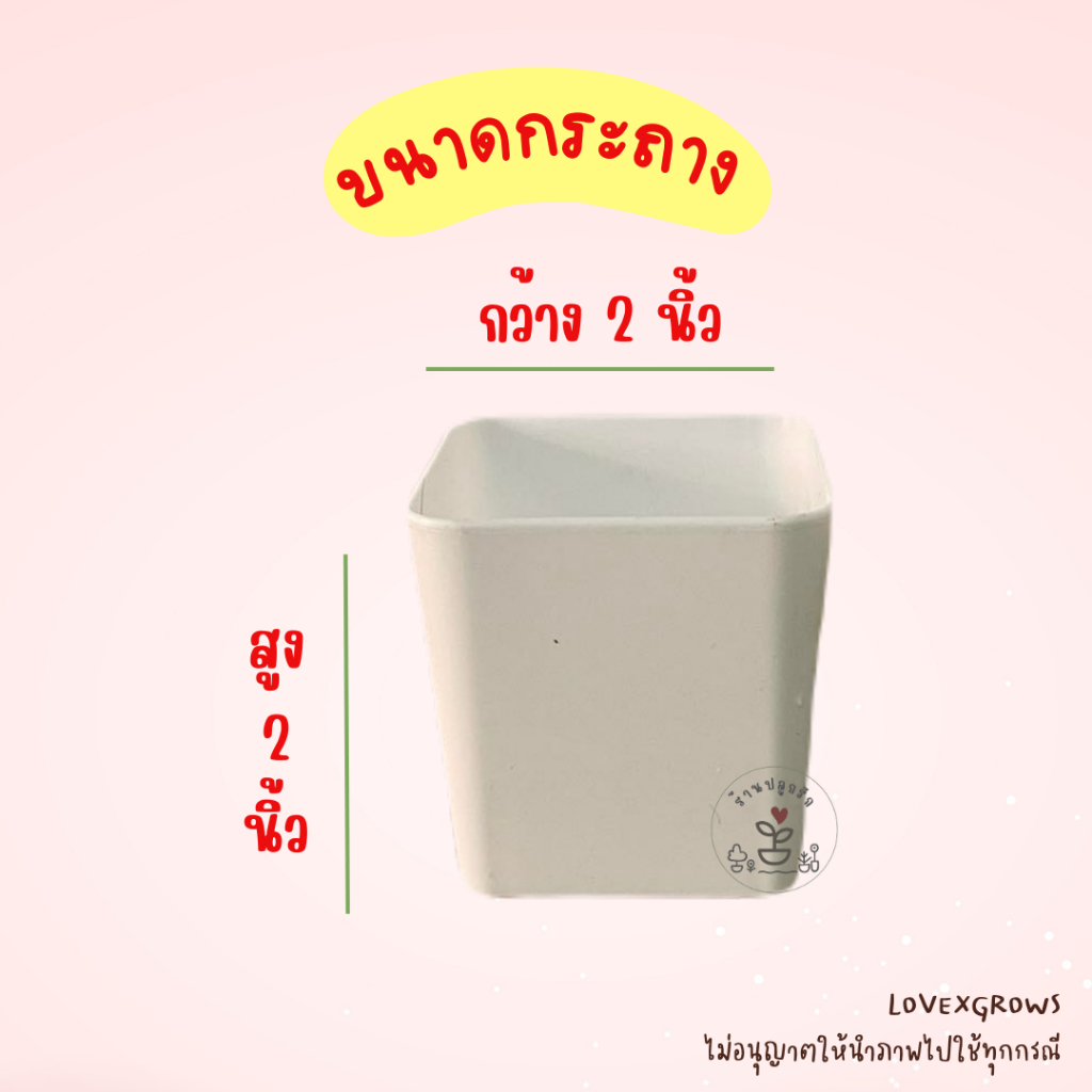 LXG : ชุดปลูกดอกไม้ มินิปลูกรัก เซ็ท Happy Valentine's Day ของขวัญวาเลนไทน์ - รูปที่ 4