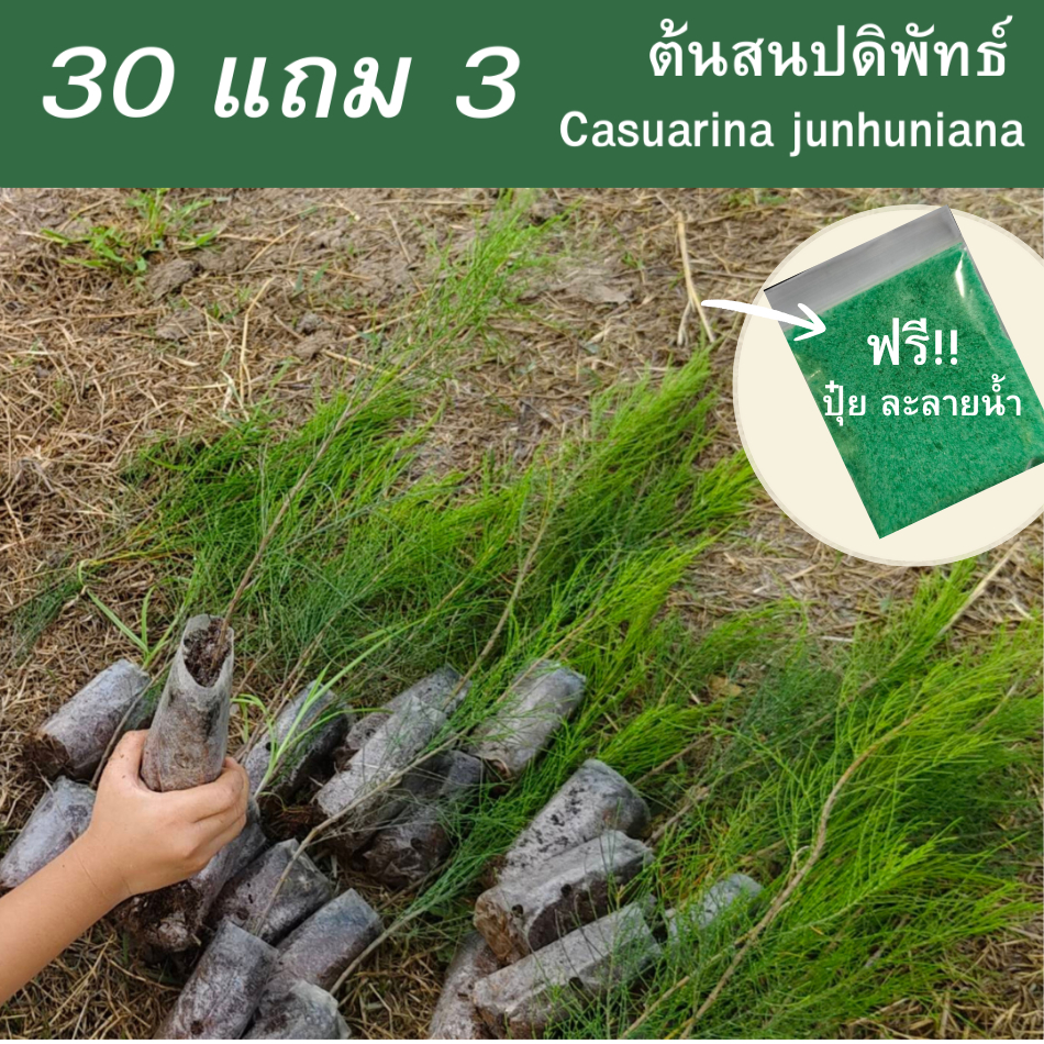 ต้นสนปดิพัทธ์ ไซส์เล็ก สูง30-40cm. (ชุด 30 ต้น แถมฟรี 3 ต้น) กล้าสนปดิพัทธิ์