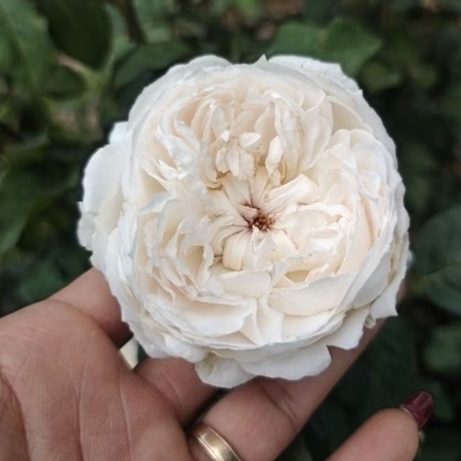 กุหลาบ PNW หรือ Pretty Nina White 