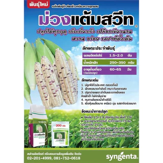 ข้าวโพดเหนียวหวาน ม่วงแต้มสวีท (Syngenta) *ขนาด 1 กิโลกรัม ปลูกได้ตลอดปี ฝักสด ขนาดกำลังพอดี เหมาะกับตลาดสด