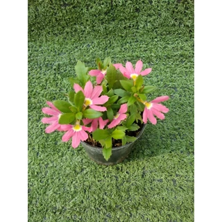 ต้นพระจันทร์เสี้ยว , พระจันทร์ครึ่งซีก [ Lobelia Chinensis ] ไม้ในกระถาง3"
