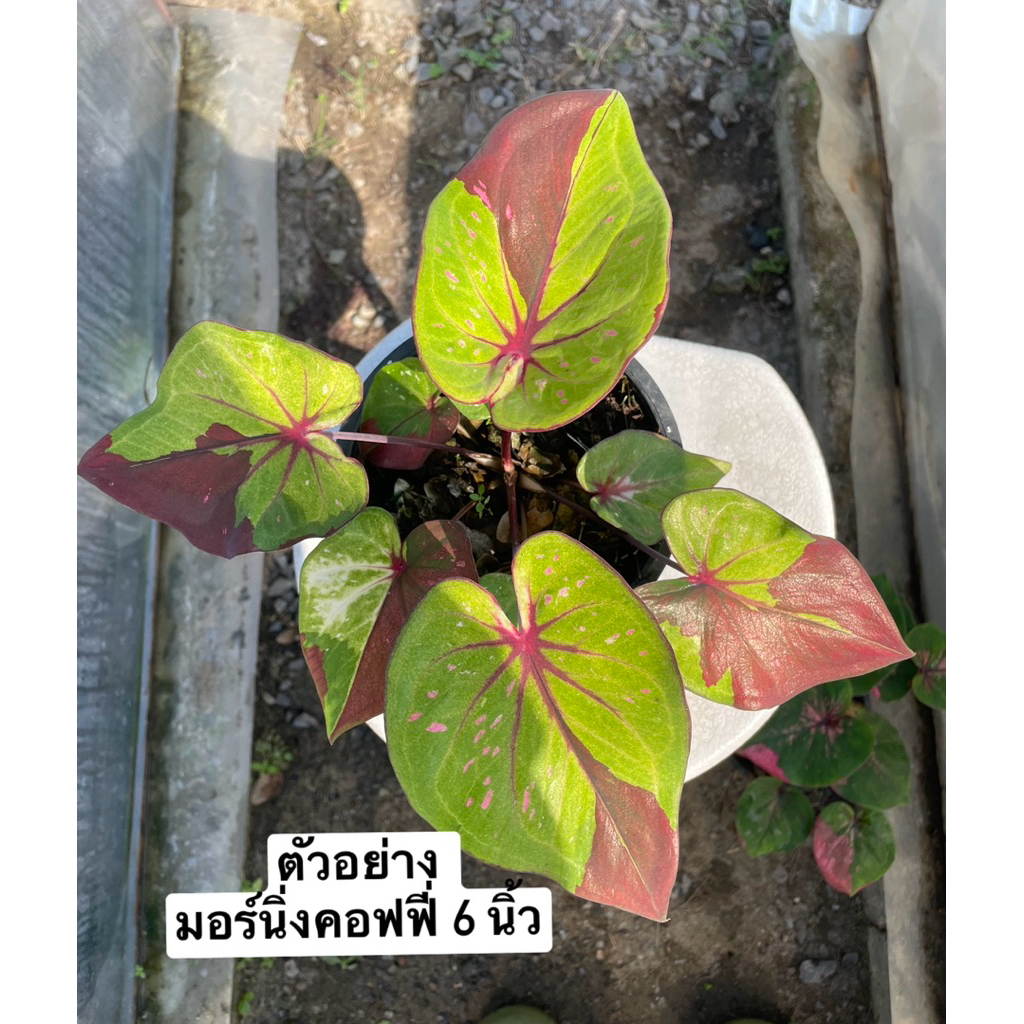 บอนสี มอร์นิ่งคอฟฟี่ morning coffee กระถาง 6 นิ้ว
