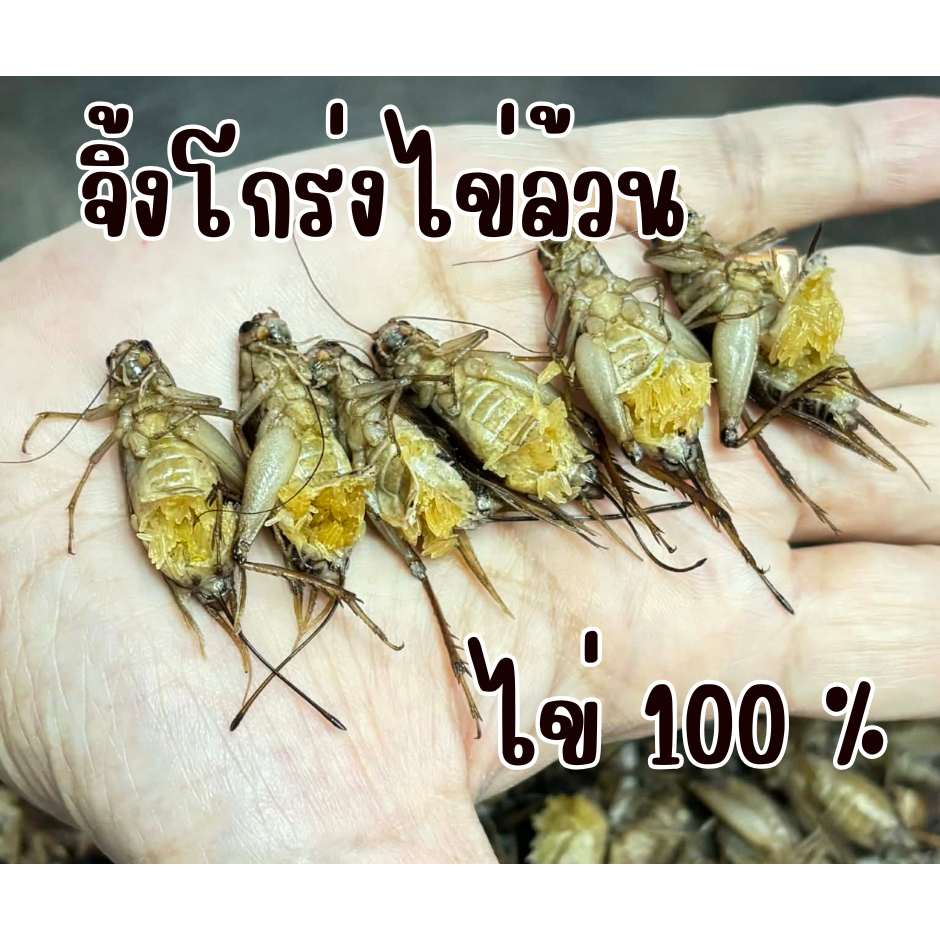 จิ้งโกร่งไข่ล้วน ไข่ 100% คัดมือ ต้มสุก ไม่ปรุงรส คนทานได้ อาหารสัตว์เล็ก ลิง บุชเบบี้ ชูก้า