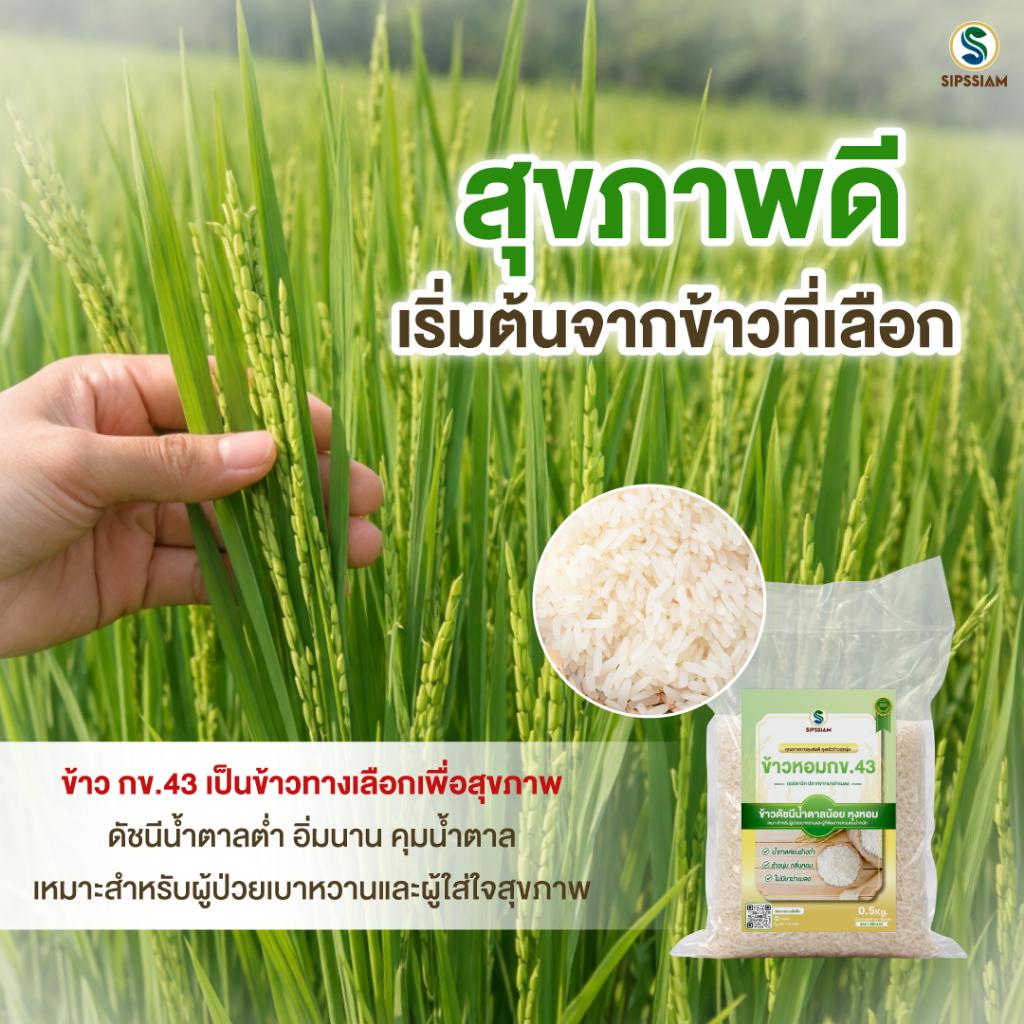 ข้าวสารดัชนีน้ำตาลต่ำ กข 43 ขนาด 0.5 กิโลกรัม - รูปที่ 3