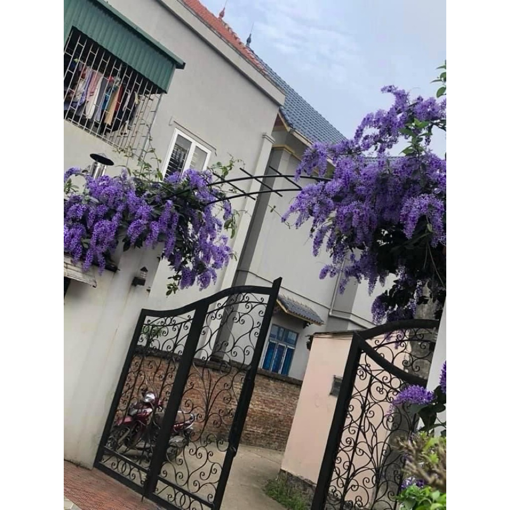 ต้นพวงคราม ดอกพวงคราม ดอกไม้สีม่วงสวย ดอกกินได้ ไม้เลื้อยเป็นพุ่มใหญ่ ออกดอกสีครามปนสีม่วง ช่อยาวสวยงาม ต้นสูง50-70ซม. - รูปที่ 5