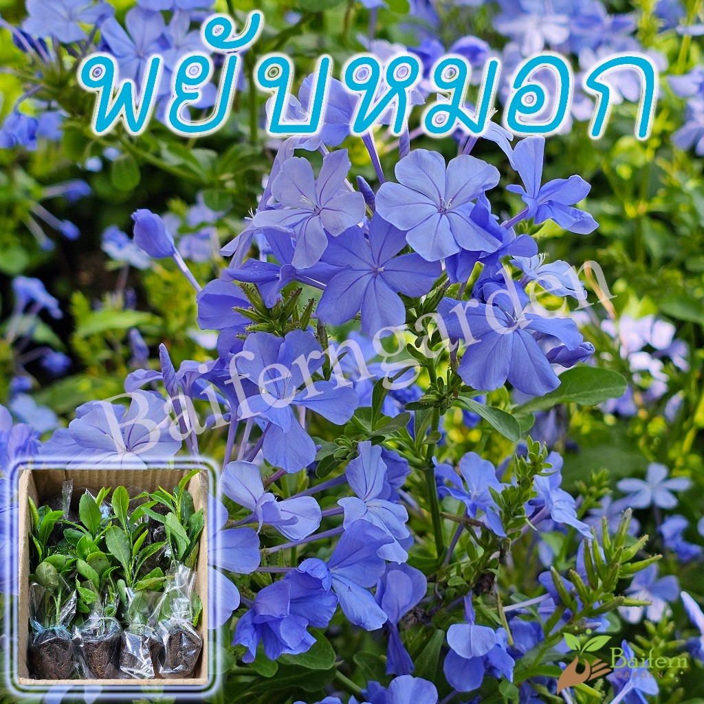 ต้นกล้าดอกพยับหมอก (plumbago auriculata lam) รากแน่น ต้นแข็งแรงพร้อมปลูก สวยงาม เลี้ยงง่าย