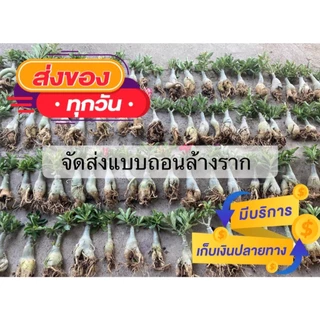 ชวนชมดอกซ้อน "นมเย็น" ขนาดกระถาง 6 นิ้ว (แบบถอนจัดส่ง)