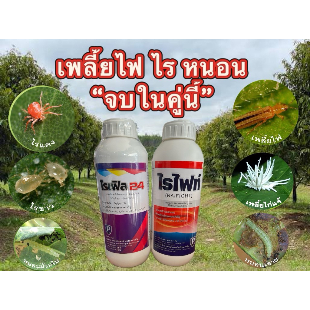 กำจัดเพลี้ยไฟ+ไรแดง(ไรเฟิล24+ไรไฟท์)