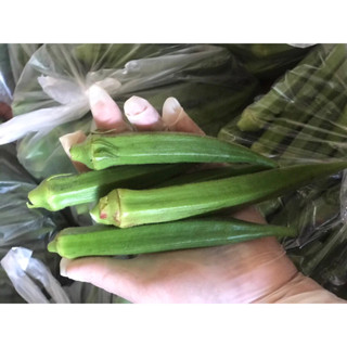 กระเจี๊ยบ กระเจี๊ยบสด ออร์แกนิก ผักสด 500g. กรอบๆอ่อนๆ ปลอดส…