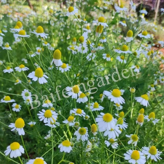 ต้นกล้าดอกคาโมมายล์เยอรมัน (German Chamomile) ดอกไม้กินได้ รากเยอะพร้อมปลูกทนแล้งดอกสวย
