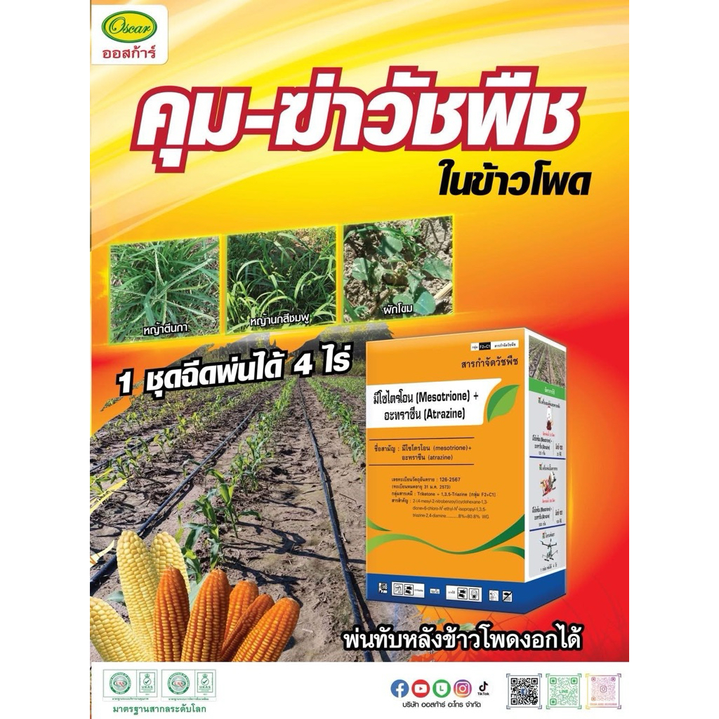 มีโซไตรโอน + อะทราซีน 1 กิโลกรัม #เปอร์เซ็นสูง 3 เท่า สารคุมกำจัดวัชพืชในข้าวโพด อ้อย สารตัวเดียวกับ #เมอร์เทค #อัลโซซีน