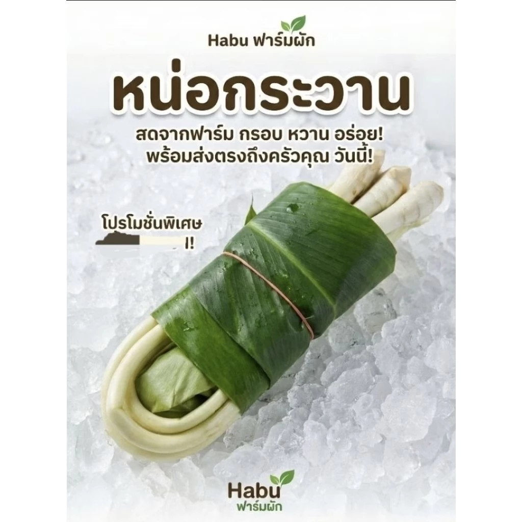 หน่อกระวานสด สำหรับทำอาหาร 1 มัด (ประมาณ3หัว) (ประมาณ200-300กรัม)