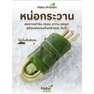 หน่อกระวานสด สำหรับทำอาหาร 1 มัด (ประมาณ3หัว) (ประมาณ200-300กรัม)