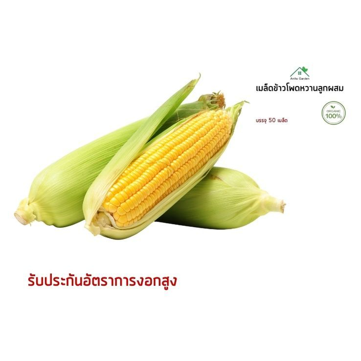 เมล็ดพันธุ์ข้าวโพดหวานลูกผสม ตราศรแดง แบ่งขายถุงละ50 เมล็ด