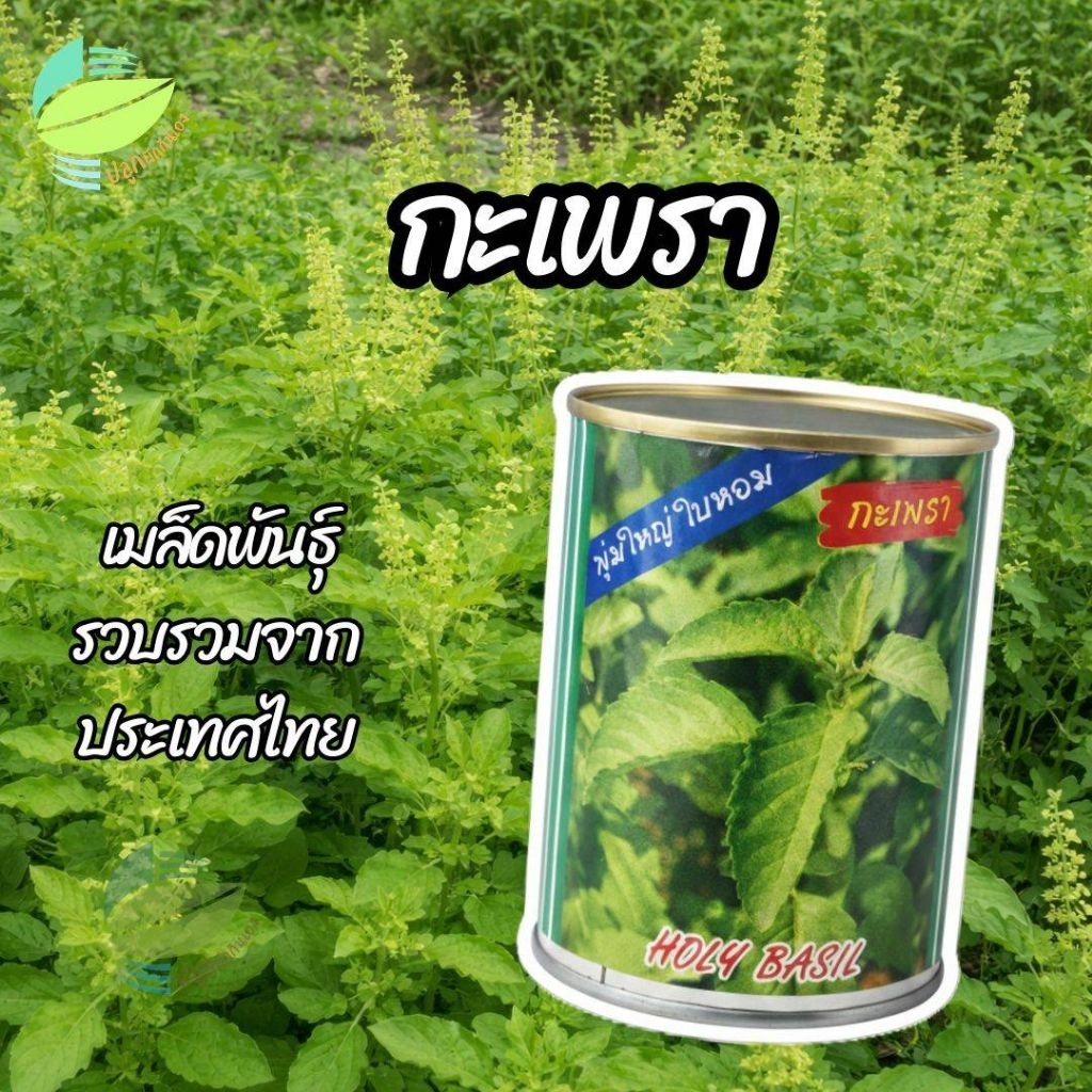 เมล็ดพันธุ์ กะเพรา ตราปลาทอง ( 30 กรัม )