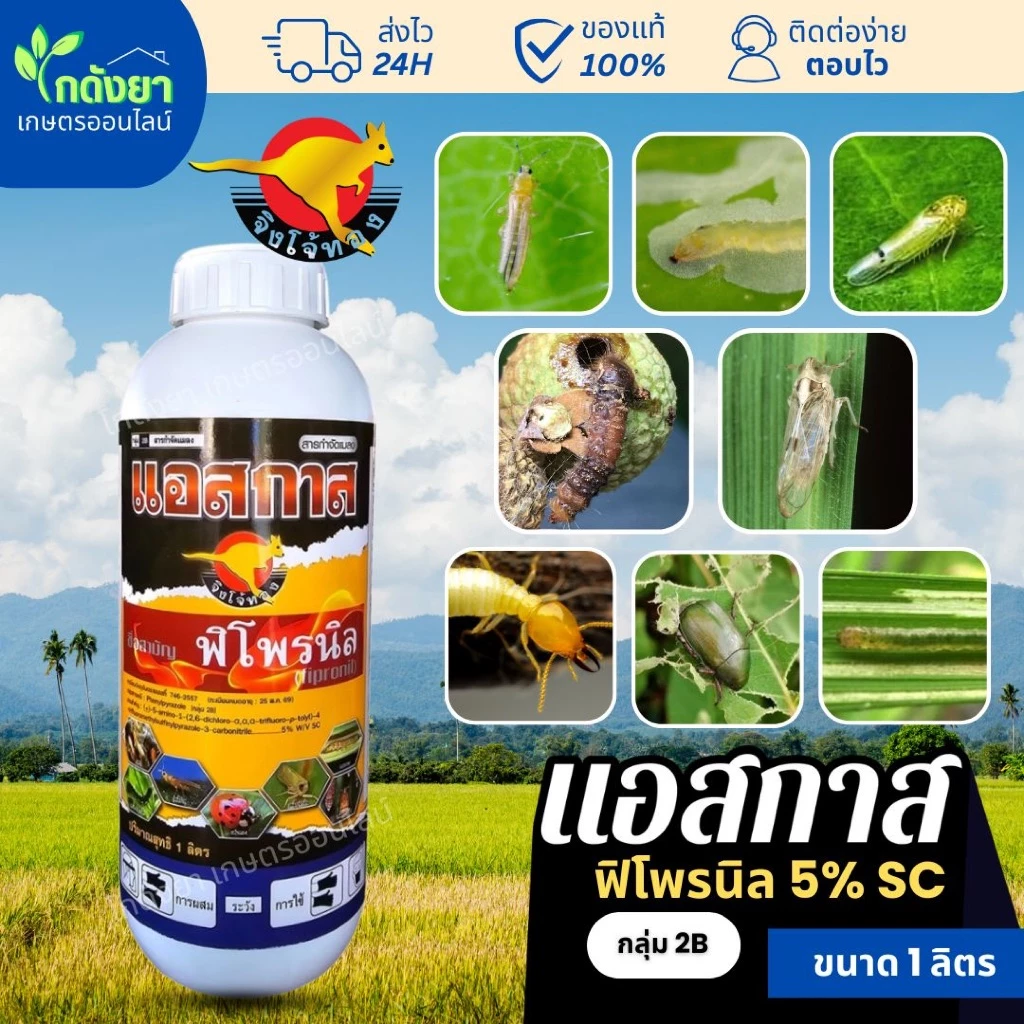 แอสกาส 1L ฟิโพรนิล5%SC ยากำจัดแมลง คุณภาพสูง หนอน เพลี้ย แมลงบิน ปลวก มด ตายยกรัง