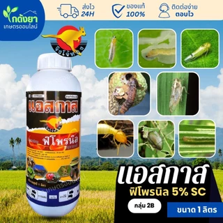แอสกาส 1L ฟิโพรนิล5%SC ยากำจัดแมลง คุณภาพสูง หนอน เพลี้ย แมลงบิน ปลวก มด ตายยกรัง