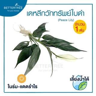 เดหลีกวักทรัพย์(ใบดำ) (จำนวน 1 ต้น) เลี้ยงน้ำได้ ไม้มงคล ไม้ฟอกอากาศ Peace Lily