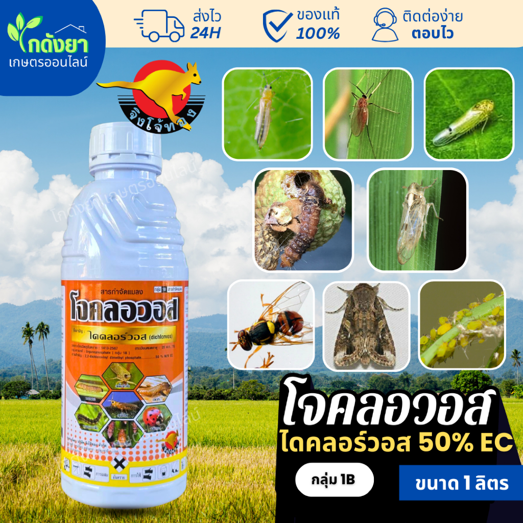 [เข้มข้น 50%] โจคลอวอส ไดคลอร์วอส 50% 1ลิตร กำจัดเรียบทุกแมลง บนดิน ใต้ดิน มีปีก