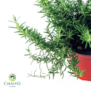 ต้นโรสแมรี ออร์แกนิค Organic Rosemary และ ต้นสมุนไพรออร์แกนิค Organic Herb