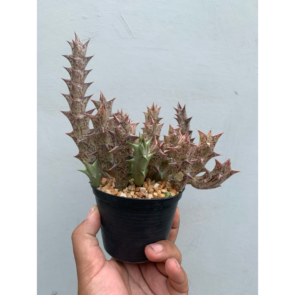 Orbea Decaisneana เก๋งจีนกิ่งใหญ่