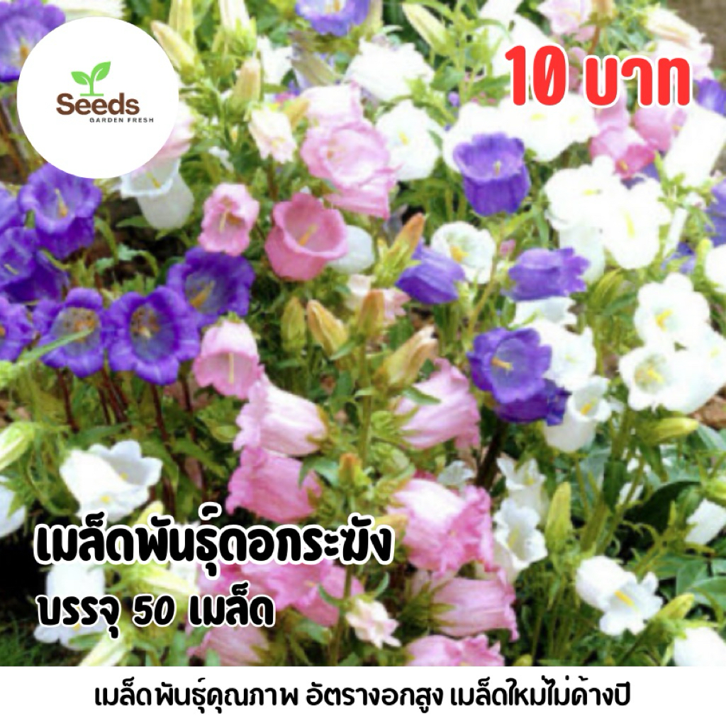 เมล็ดพันธุ์ดอกระฆัง บรรจุ 50 เมล็ด