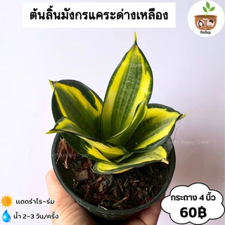 ต้นลิ้นมังกรแคระ กระถาง 4 นิ้ว จัดส่ง 2 ต้นขึ้นไป คละแบบได้