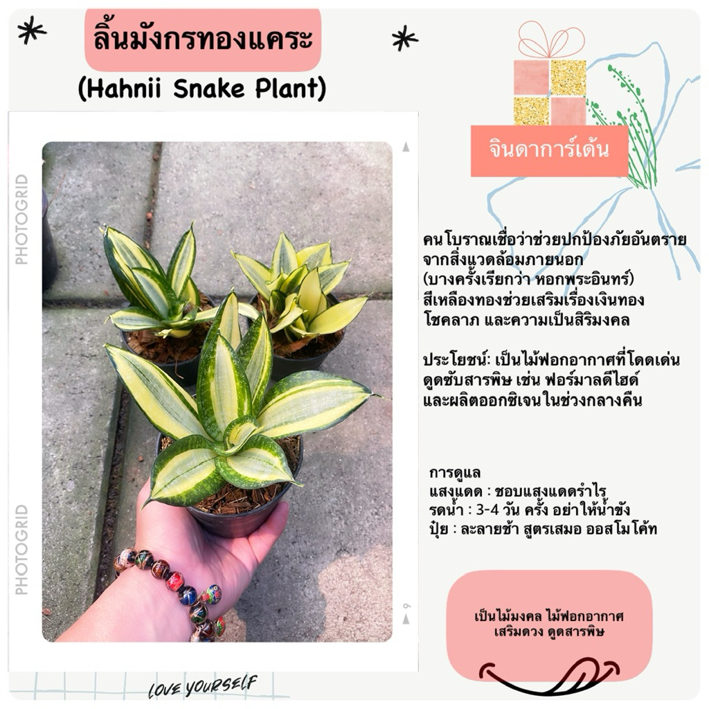 ลิ้นมังกรทองแคระ 4“ (ฟอร์มแน่น ) ต้นไม้มงคลไม้ฟอกอากาศ เสริมดวงโชคลาภ ต้นจริงสวยมาก