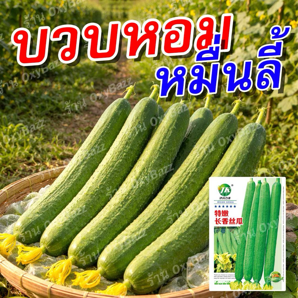 เมล็ดพันธุ์บวบหอมหมื่นลี้ 50 เมล็ด บวบหอมสายพันธุ์ใหม่ ให้ผลผลิตสูง ติดลูกดี ปลูกได้ทั้งหน้าฝนและหน้าแล้ง