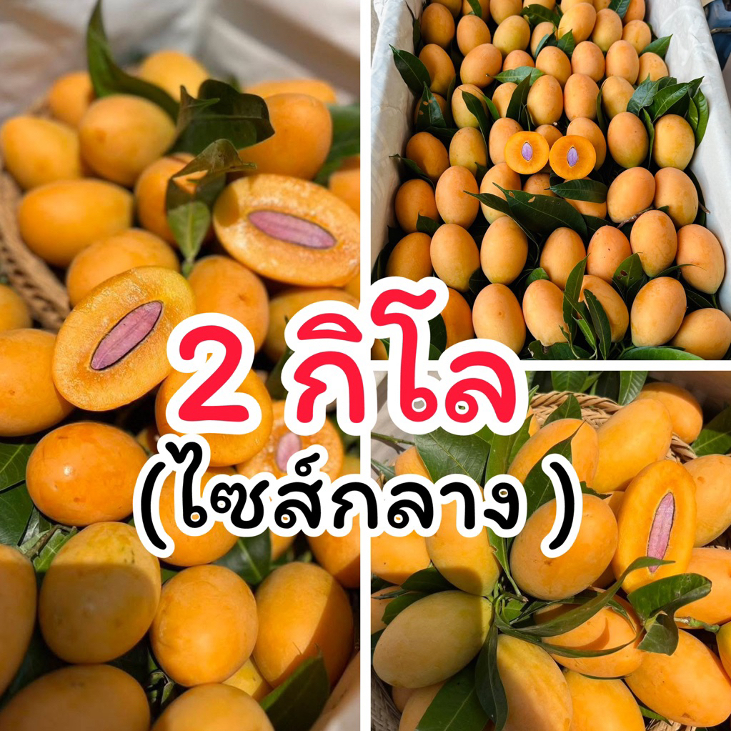 มะยงชิด  2 โล ไซสกลาง(16-19ลูก/โล)  พันธุ์ทูนเกล้า สด กรอบ อร่อย