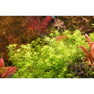 เพิลหวีต3(Hemianthus Micranthemoides)ใบน้ำ 100%