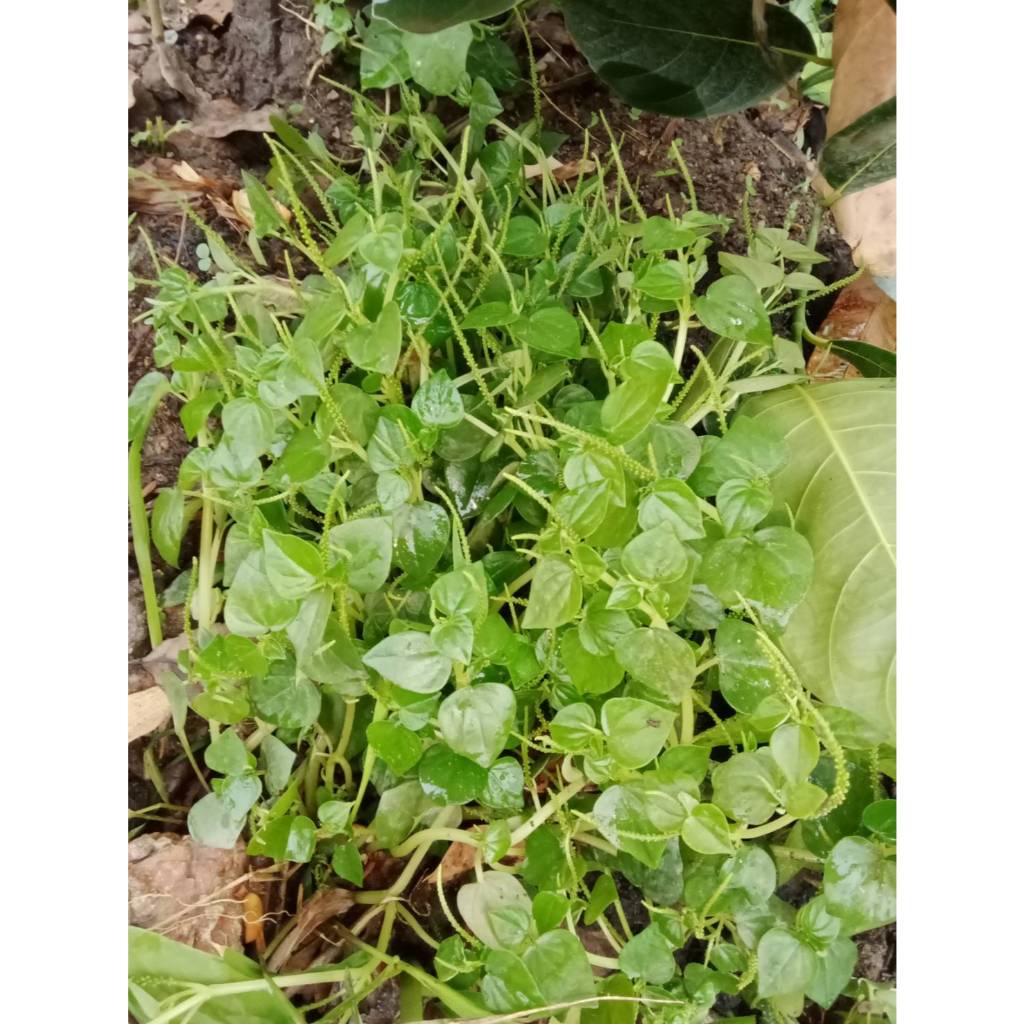 เมล็ดพันธุ์ กระสัง ซองละ 30 บาท เมล็ดกระสัง (หรือ ผักกระสัง) นิยมปลูกเพื่อเป็นผักพื้นบ้านและสมุนไพร