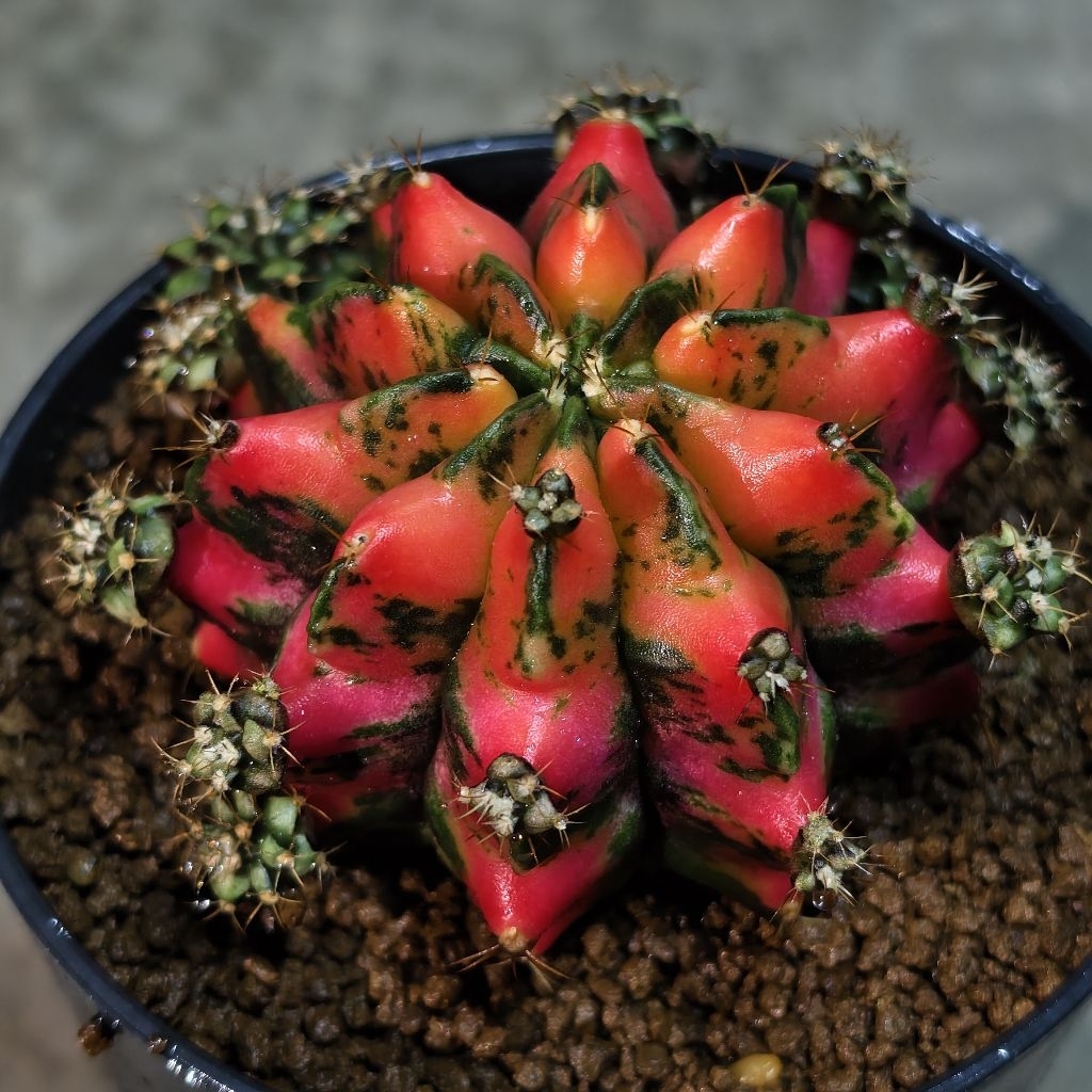 ยิมโนด่าง​ ชำหน่อ​ โคลน “RED​ DRAGON”  จากแม่ไม้รากแท้​ โตไวรากแข็งแรง​ ​สีสวยสด ราคา ถูกที่สุด ดีลบีเคเค แกลเลอรีภาพที่ 6