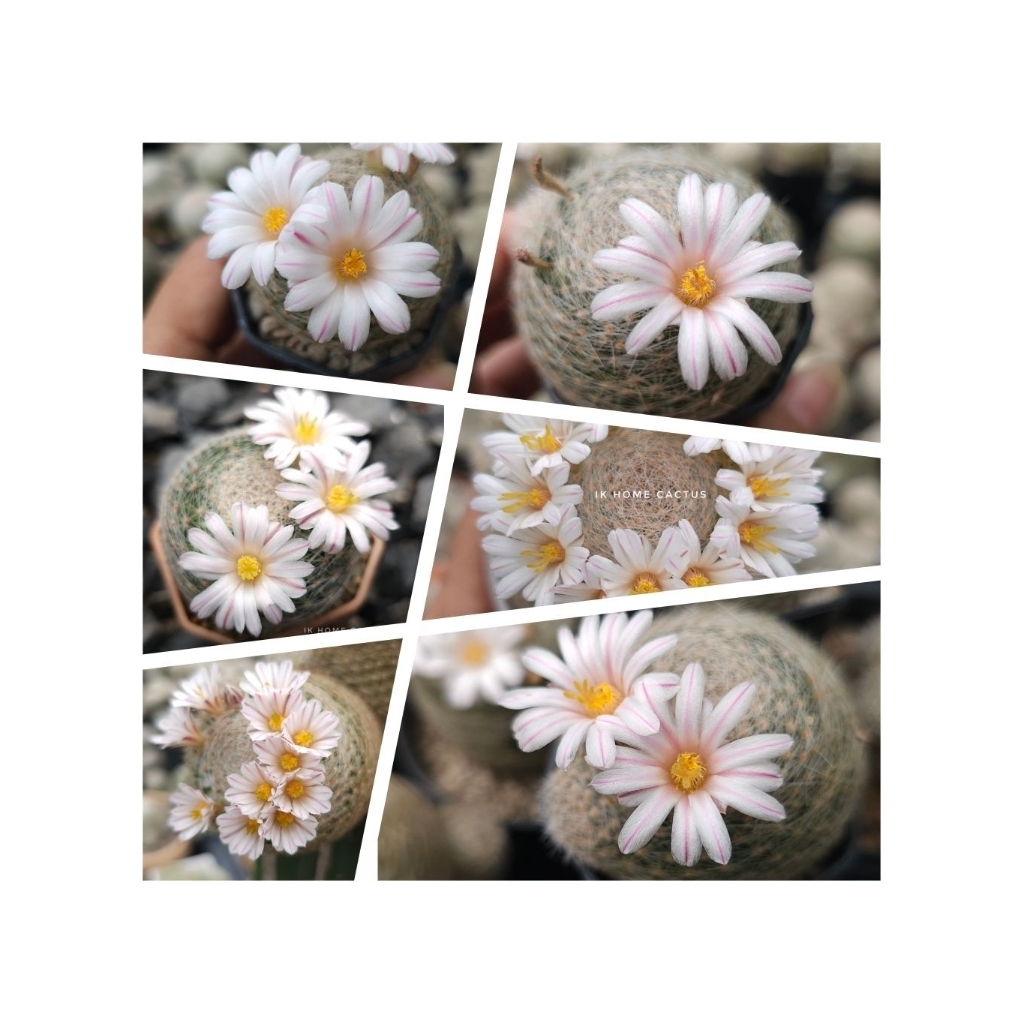 Mammillaria lenta seeds / เมล็ดแมมมิลลาเรียเลนต้า