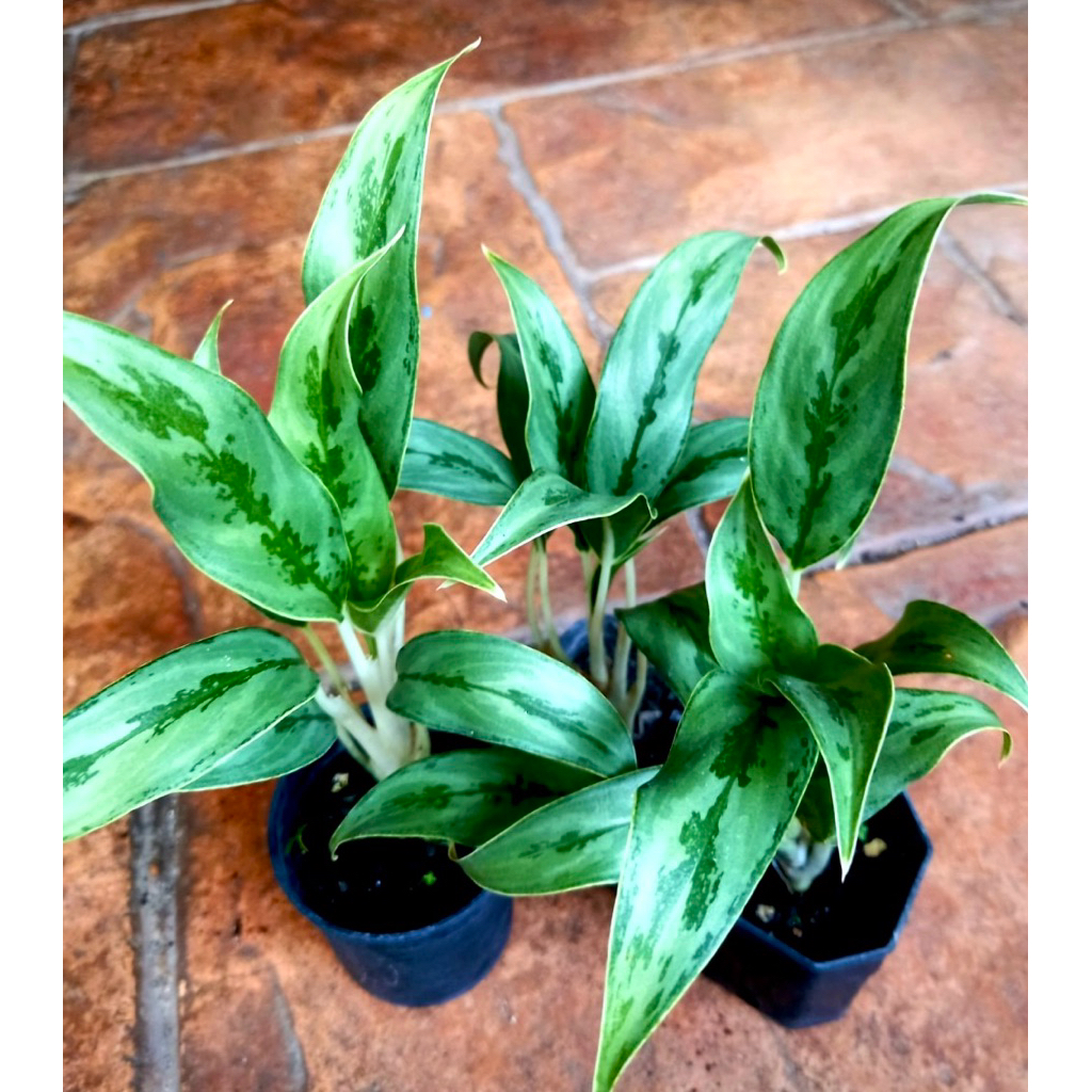 ต้นมหาเศรษฐี/ ต้นกวักทรัพย์/ ต้นคาลันโช่ ต้นไม้มงคล ช่วยฟอกอากาศ