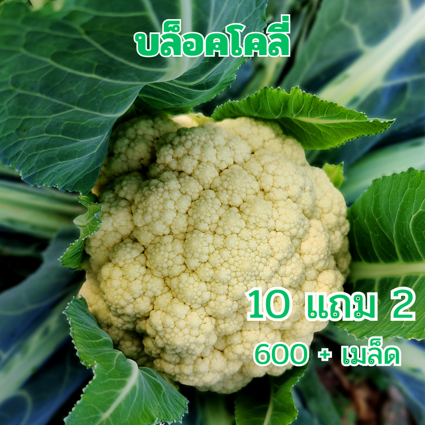 ดอกใหญ่จริง 600เมล็ด เมล็ด​พันธุ์​ กะหล่ำดอก​ Cauliflower​ เมล็ดพันธุ์คุณภาพ