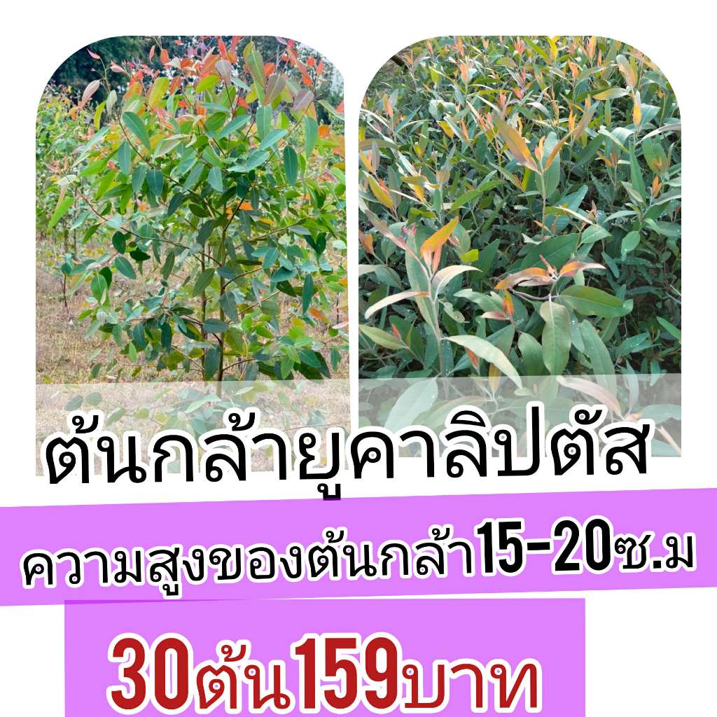 ต้นกล้ายูคาลิปตัสสายพันธ์ุโตเร็วนำ้หนักดี ปลูกง่าย ชุด 30 ต้น ราคา 159 บาท ความสูงโดยประมาณ15-20 เซน.