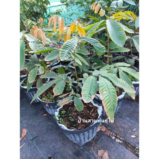 ต้นลำไยคริสตัล พันธุ์ม่วงจัมโบ้ ต้นเพาะเมล็ด สูง 70-90 ซม. ไ…