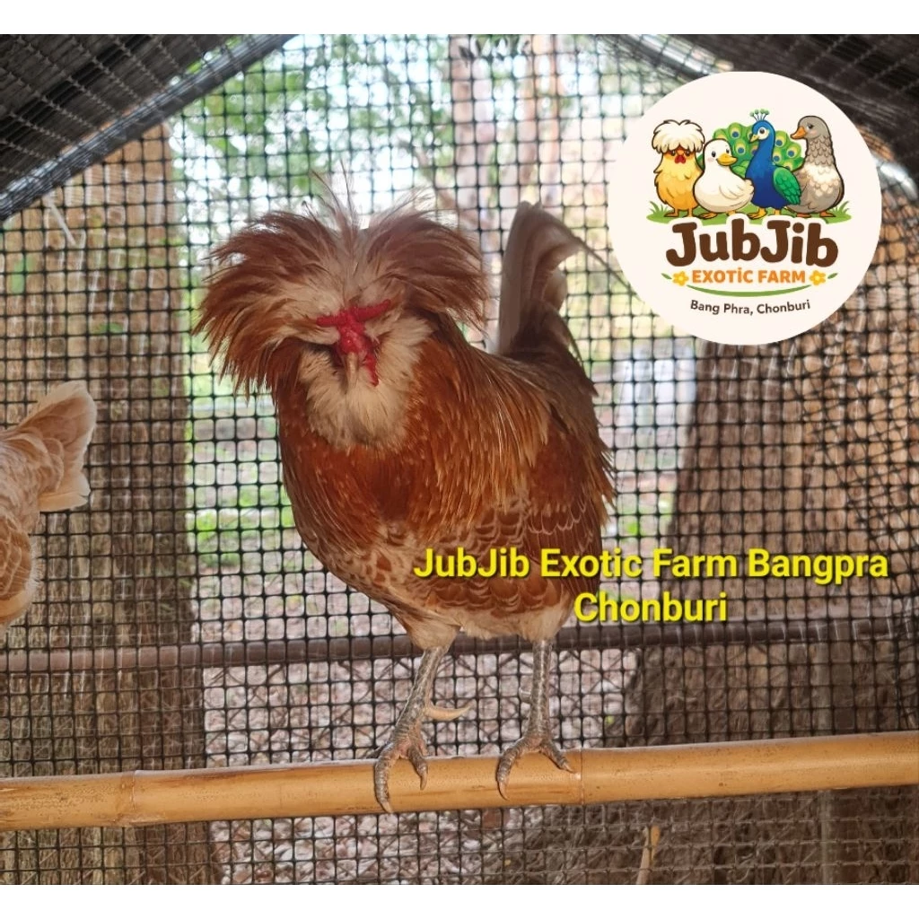 ส่งฟรี ems (มีประกันเชื้อ 50%)ไข่เชื้อไก่โปแลนด์ ชุด 4 ใบ(แถม1ใบ) พ่อแม่พันธุ์ตามภาพเลยนะคะ