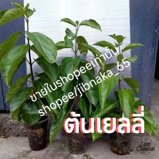 ต้นเยลลี่ ต้นทรงพุ่ม ใบใหญ่ๆ เลือกต้นได้เลยครับ (1ส.ค.2569) พร้อมส่ง