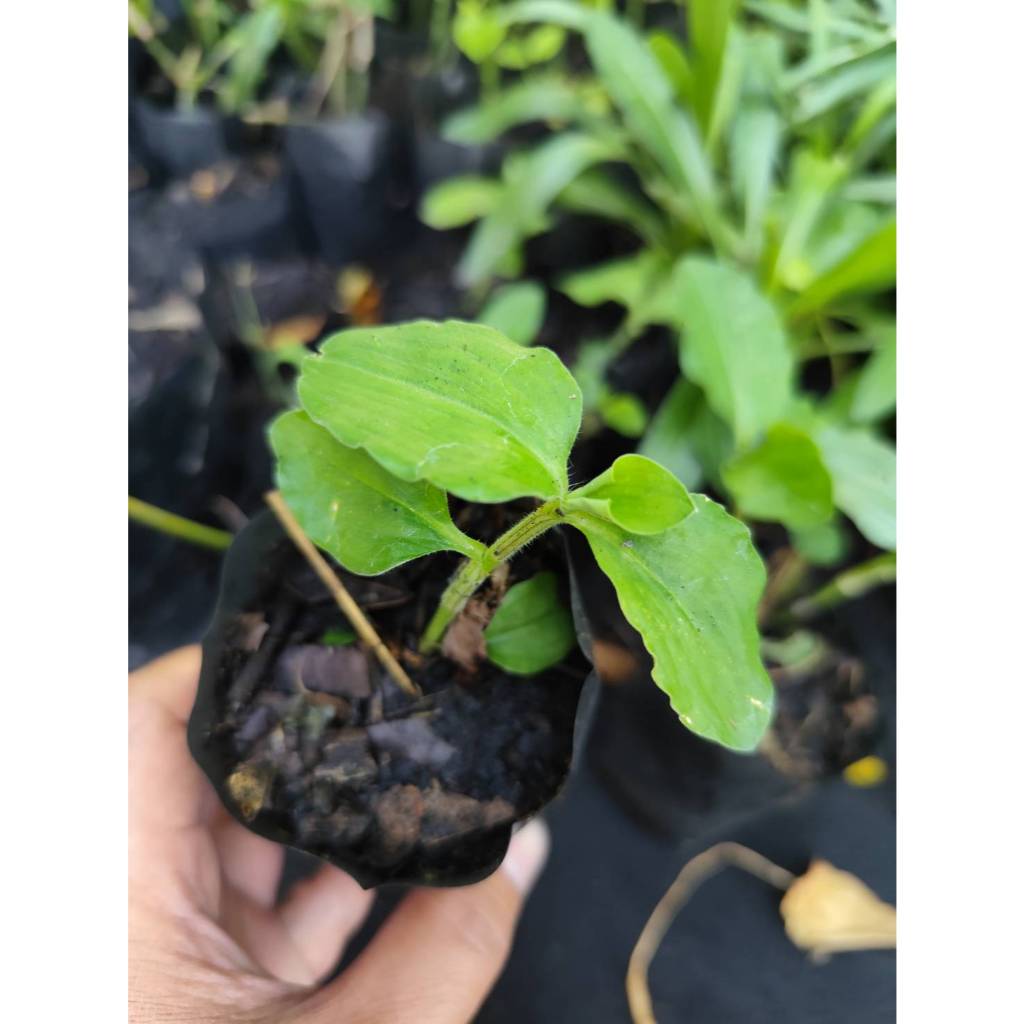 🌱ต้นพันธุ์ผักปราบใบมน(2ถุงเพาะชำ)ปลูกต่อได้🌱ผักปราบ🌱พืชสมุนไพร🌱สินค้าพร้อมส่ง🌱